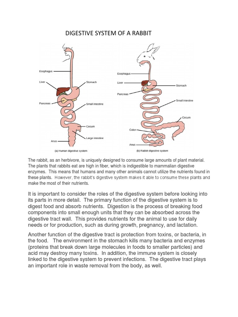 Digestive System Of A Rabbit Pdf Digestion Gastrointestinal Tract