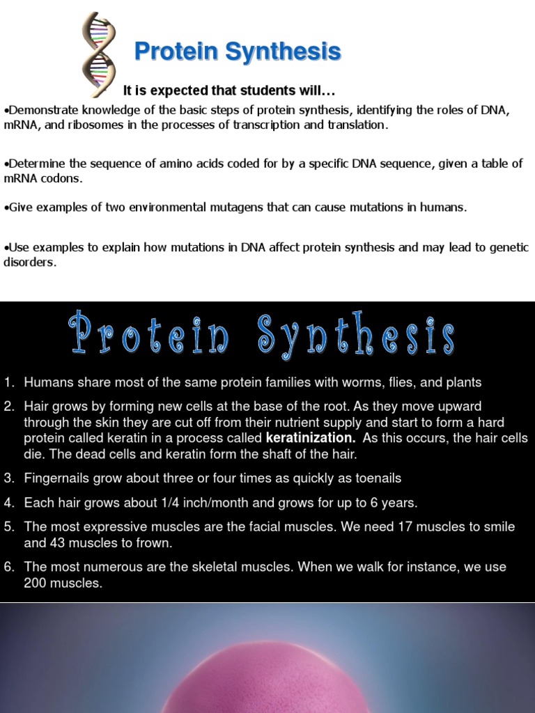 Lesson 6 Protein Synthesis | PDF | Translation (Biology) | Messenger Rna