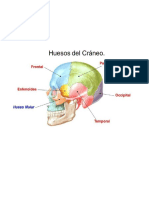 Dibujos Anatomia