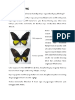 Borneo Birdwing