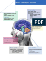 Sistema Nervioso Central y sus principales partes y funciones