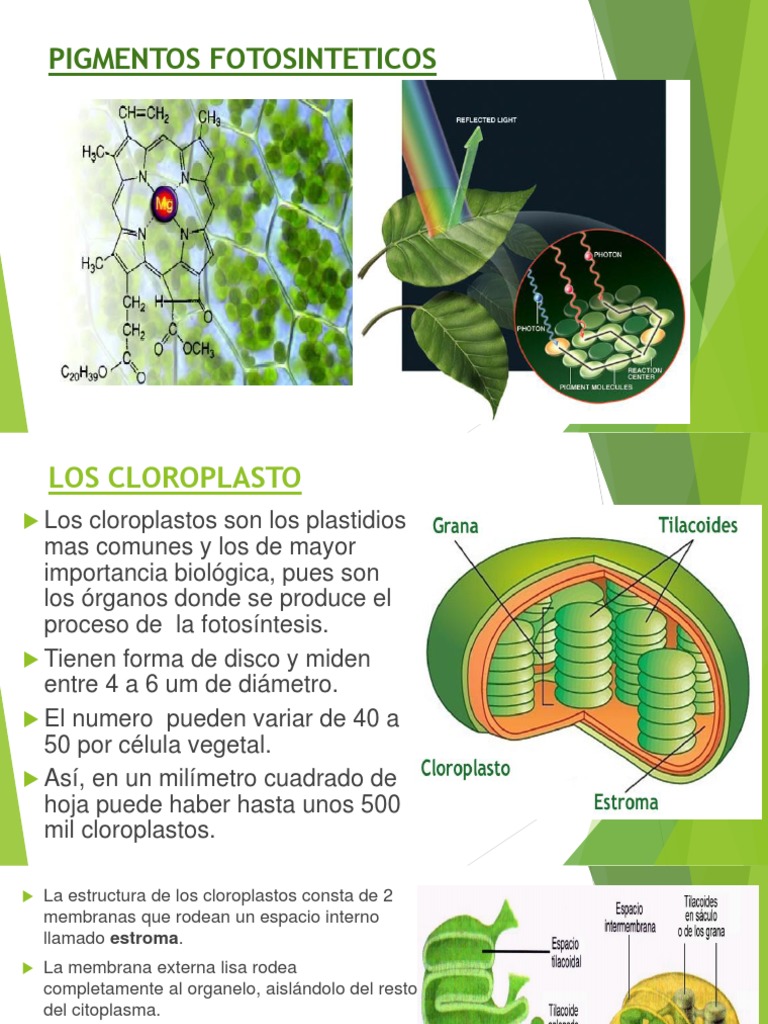 FOTOSINTESIS | PDF | Fotosíntesis | Cloroplasto, image size:768x1024