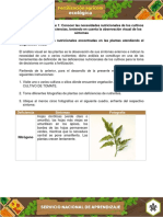 Evidencia Registro Fotografico Indicar Las Deficiencias Nutricionales Encontradas en Plantas (1)