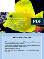 Ikan Yellow Tang