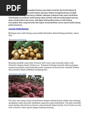 Umbi Batang Merupakan Batang Yang Dapat Tumbuh Dan Berkembang Di Dalam Tanah Yang Mana Pada Bagian Ujungnya Dapat Menggelembung Menjadi Umbi Pdf