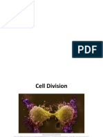 Cell Division Mitosis Meiosis