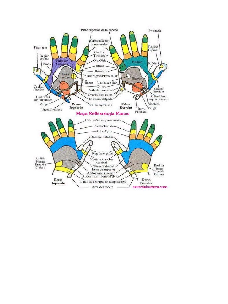 Reflexologia Pies y Manos | PDF