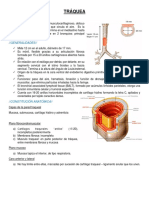 9anat Traquea y Arbol Bronquial