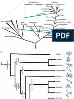 Phylogeny