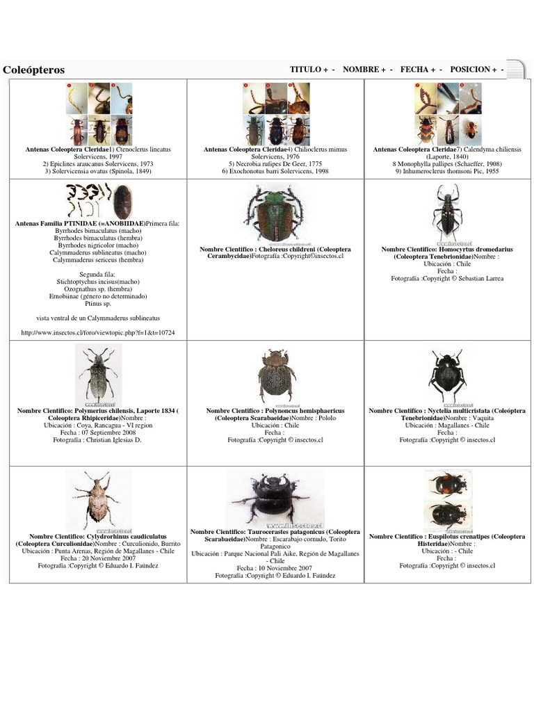 Coleópteros | PDF | Insectos y humanos | Organismos