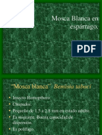 Mosca Blanca