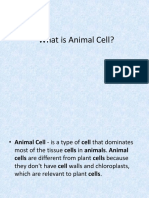 Animal Cells