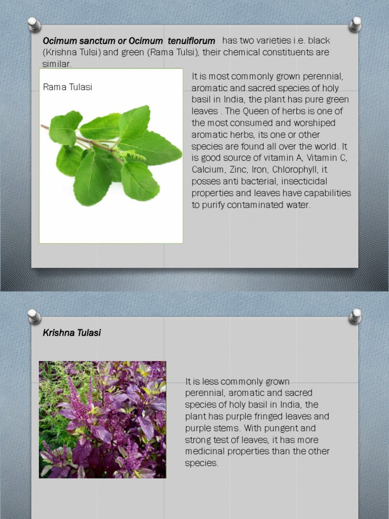 Ocimum Sanctum or Ocimum Tenuiflorum Has Two Varieties I.E. Black | PDF ...