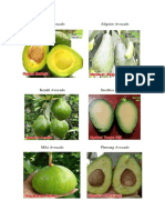Guide to Growing and Tasting 8 Popular Avocado Varieties