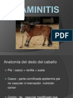 Laminitis