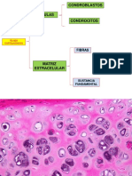 Cartílago: tipos y estructura