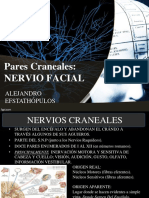 Nervio Facial