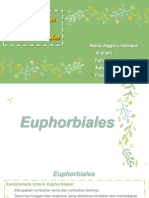Euphorbiales, Hamamelidales