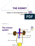 The Kidney: Organ of Osmoregulation and Excretion