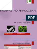 Bacterias Thio - Ferrooxidans
