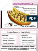 Bioqm Ciclo de Krebs