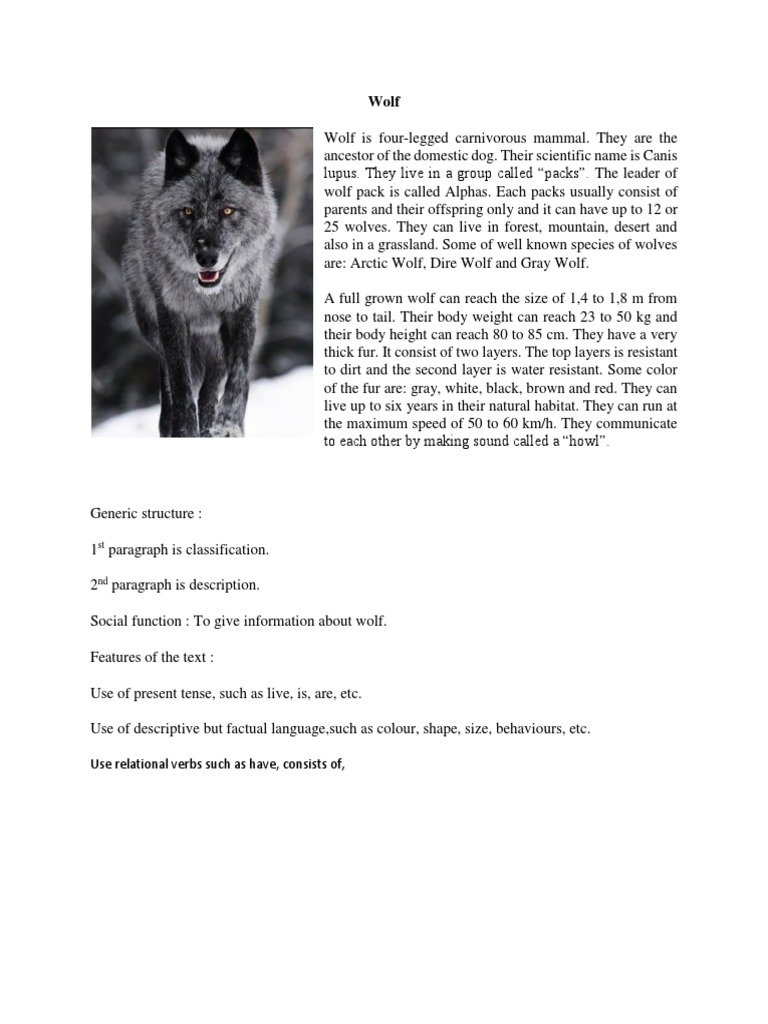 Wolf Characteristics and Behavior | PDF