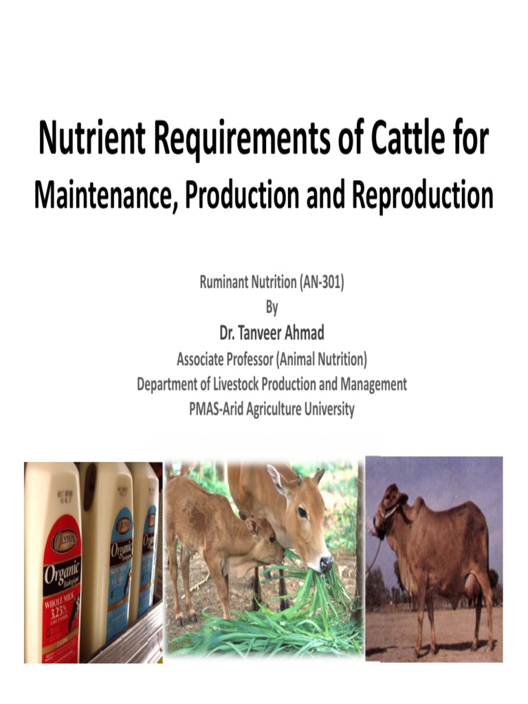 Nutritional Requirements for Cattle | PDF | Dairy Cattle | Ruminant