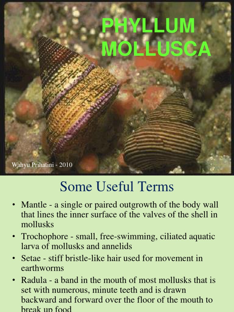 9 Filum Mollusca  ppt Mollusca  Bivalvia 