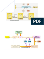 transporte de electrones y fermentacion.docx