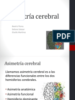 Asimetría cerebral: diferencias funcionales entre hemisferios