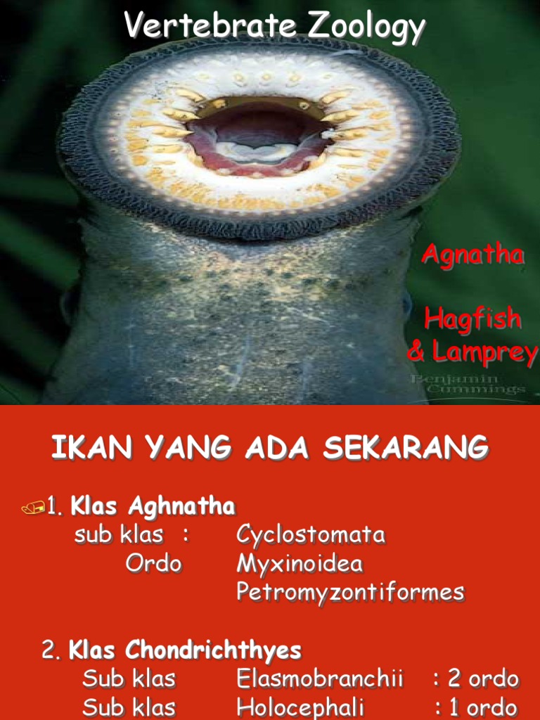 Agnatha Hagfish & Lamprey | PDF | Blood Vessel | Respiratory System