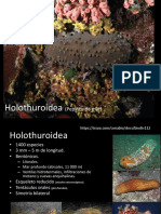 Holoturoidea