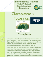 Cloroplastos y Fotosíntesis
