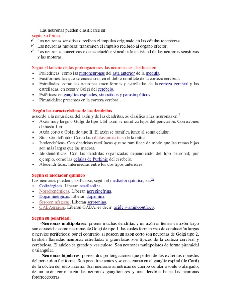Clasificación de Neuronas y Funciones | PDF | Neurona | Sinapsis
