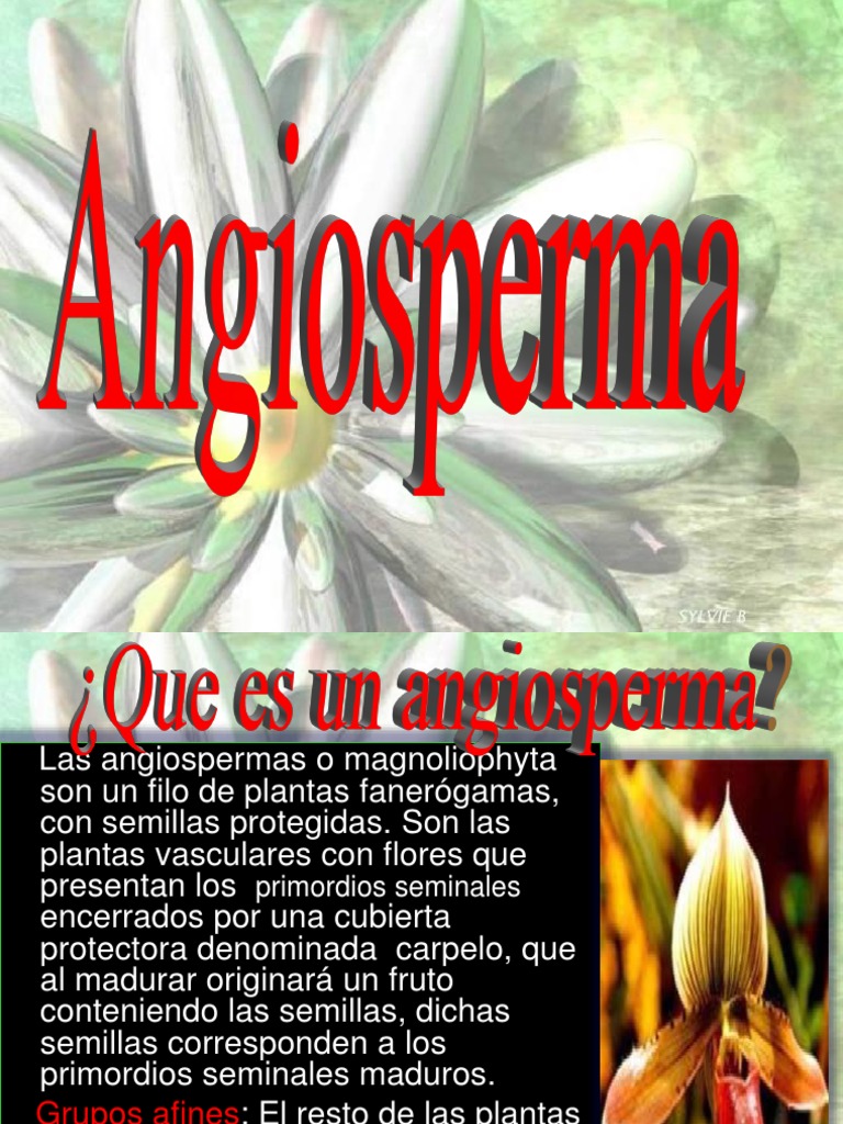 Características de las Angiospermas | PDF | Flores | Fruta