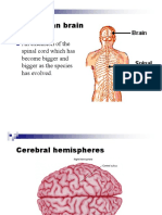 03_Brain_Basics.pdf