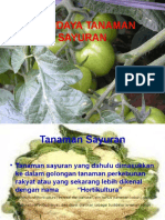 Sayuran