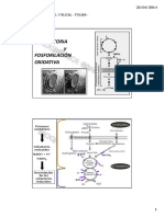 Cadena Respiratoria y Fosforilación Oxidativa