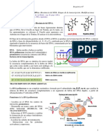 Transcripcion