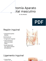 Anatomía Aparato Genital Masculino