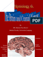 Brain & Cranial Nervous System