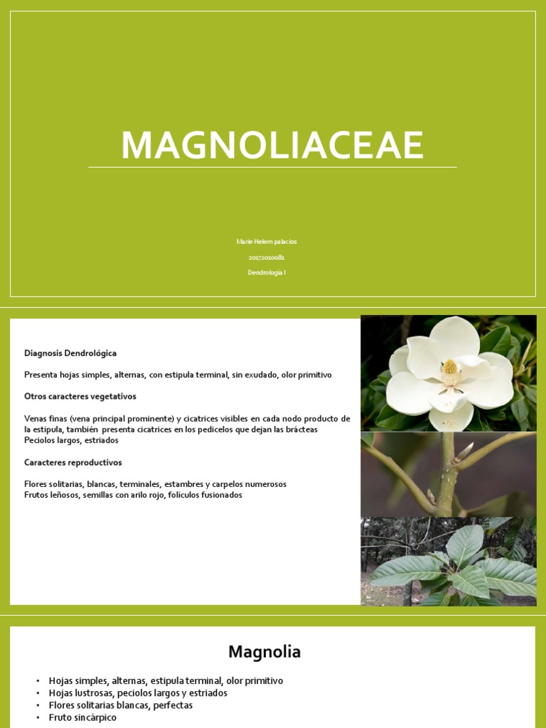 Características de Magnoliaceae y Malpighiaceae | PDF | Fruta | Hoja