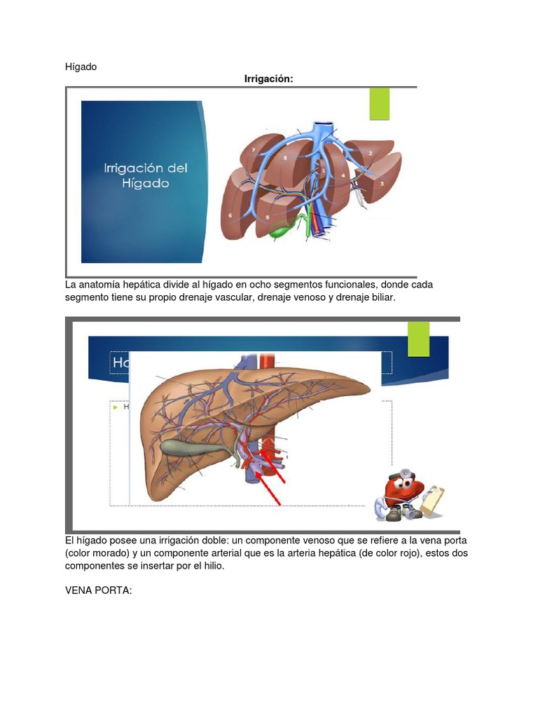 Hígado y Vesícula Biliar | PDF | Hígado | Sistema digestivo humano