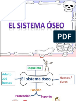 El Sistema Óseo