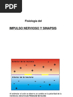 Impulso Nervioso y Sinapsis Explicados | PDF | Potencial de acción ...