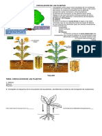 Circulación plantas: Xilema, Floema