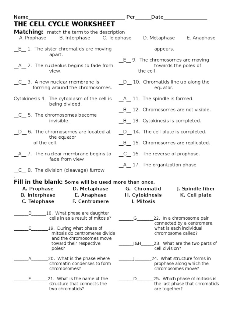 The Cell Cycle Worksheet Answers Doc Mitosis Cell Cycle