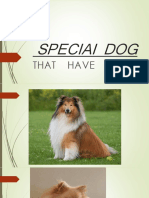 Speciai Dog: That Have Fur