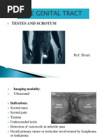 Male Genital Tract