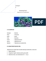 Staphylococcus epidermidis" Bakteri Kulit Manusia